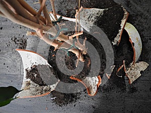 Broken pot with green flowers on the gray floor, earth, roots