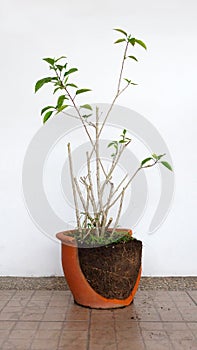 A broken pot with hibiscus plant