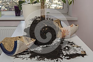 Broken pot for indoor plant for transplant. high quality