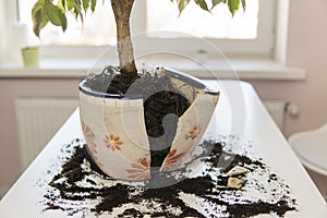 Broken pot for indoor plant for transplant. high quality
