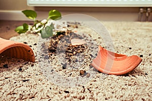 A broken pot with a plant on the floor in the home living room. A houseplant in a broken hanging planter on the carpet