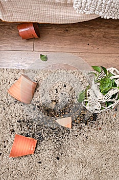 A broken pot with a plant on the floor in the home living room. A houseplant in a broken hanging planter on the carpet