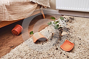 A broken pot with a plant on the floor in the home living room. A houseplant in a broken hanging planter on the carpet