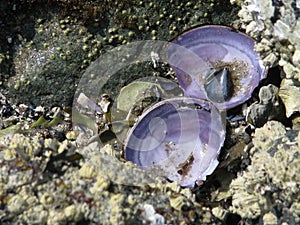Broken Purple Shells