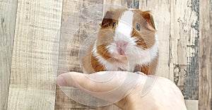 Broken Red american guinea pig