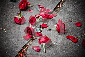 Broken rose petals