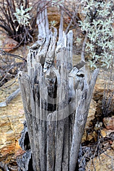 Broken Saguaro Cactus Ribs