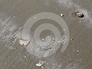 Broken Sand Dollar and Shells on Sandy Beach Sunny Day in the Gulf of Mexico