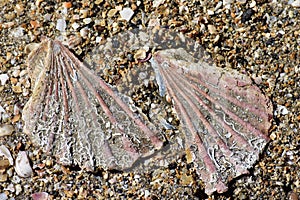 Broken scallop shell on sand