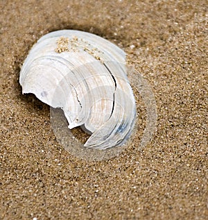 Broken Sea Shell in Sand