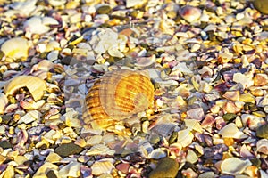 Broken Sea Shells, mussels, oyster, white, yellow, shellfish, pattern