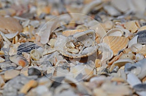 Broken seashells on beach