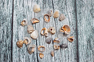 Broken seashells on old wooden grey background