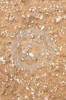 Broken seashells scattered on beach