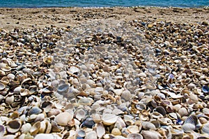 Broken seashells texture on beach at sunset