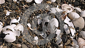 The broken shells on the shore of Koijigahama Beach in Tahara Japan