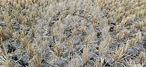 Broken soil due to drought