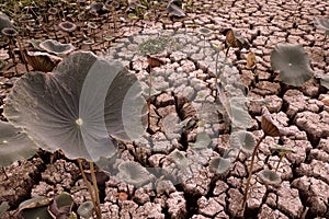 Broken soil and lotus leaf