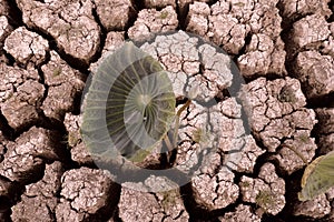 Broken soil and lotus leaf