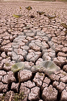 Broken soil and lotus leaf