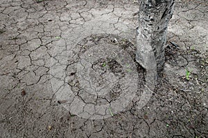 Broken soil with tree background texture.