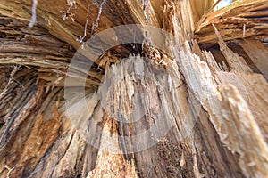 Broken spiked tree trunk. Structure as a background