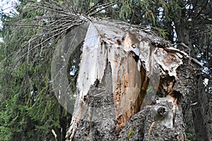 The broken spruce tree in the forest