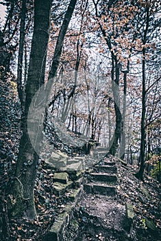 Broken stoned footpath in the autumn forest, analog filter