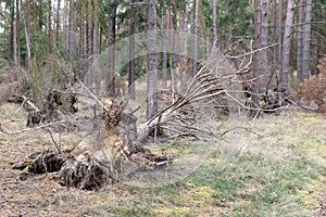 Broken stumps of withered trees. Damage done to the forest by st