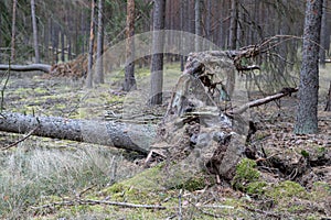 Broken stumps of withered trees. Damage done to the forest by st