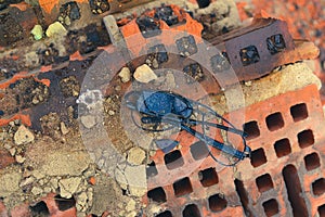 Broken sunglasses lie on a brick flat surface.