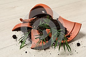 Broken terracotta flower pot with soil and plant on floor