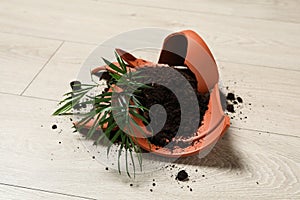 Broken terracotta flower pot with soil and plant on floor