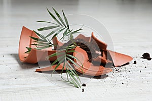 Broken terracotta flower pot with soil and plant on white floor