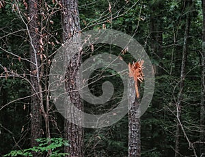 Broken timber trunk in forest