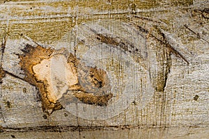 Broken and Torn Wood Trunk Texture