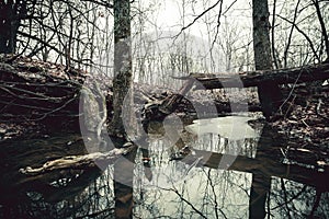 Broken tree above small forest river. A peace of ice floating in the water