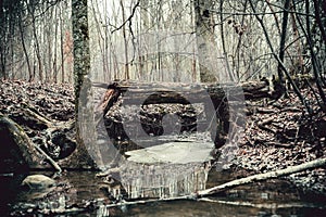 Broken tree above small forest river. A peace of ice floating in the water