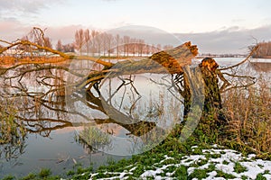 Broken tree at the banks of a lake