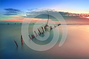 Broken tree at beach ocean sunsets view