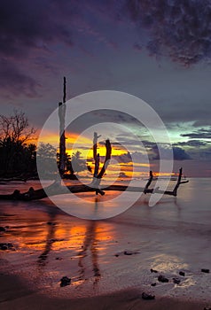 Broken tree at beach ocean sunsets view