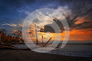 Broken tree at beach ocean sunsets view