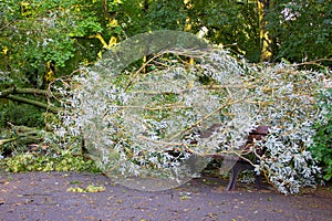 Broken tree on bench in park after storm