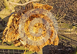 A broken tree blown over by the wind