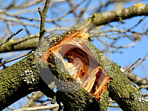 Broken tree branch close-up