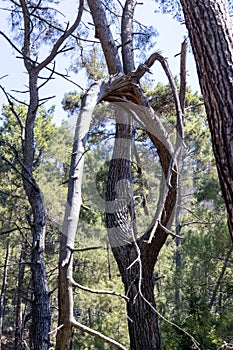 broken tree branch in the forest. close-up.