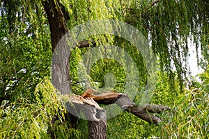 broken tree branch after a hurricane