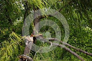 Broken tree branch after a hurricane
