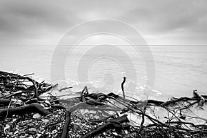 Broken tree branches on the beach after storm. Sea black and white