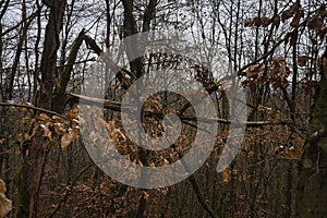 Broken tree branches in German forest